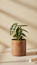 Mini Alocasia Polly in Gloss Ceramic