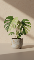 Variegated Monstera in Matte Stone
