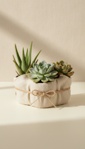 Succulent Trio with Linen Base